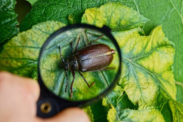 An image of a beetle (not technically a "bug") under a magnifying glass